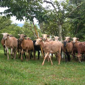Cabras pastoreando