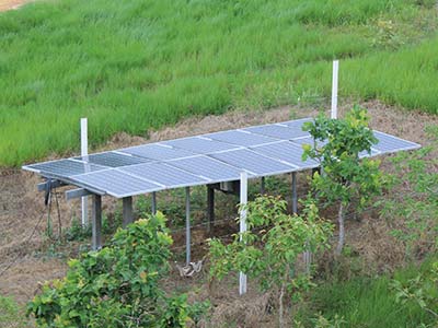 Paneles solares en la producción porcícola