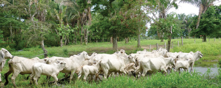 Arauca, donde academia y ganaderos unen fuerzas
