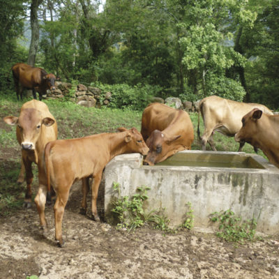El agua: factor vital en la ganadería bovina