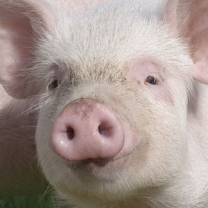 Grave brote de Peste Porcina Africana en Vietnam