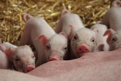 Evoluciona consumo de carnes en Colombia
