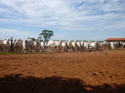 Más bienestar animal en Brasil