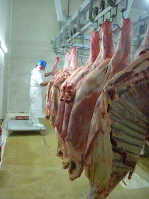 Caerá producción mundial de carne de vacuno y porcino