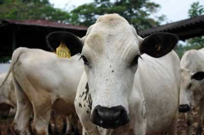 Valorización catastral y ganadería: el campo paga más, pero recibe menos