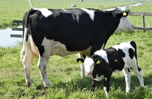 Los secretos del feedlot que duplica peso de terneros Holstein en 140 días